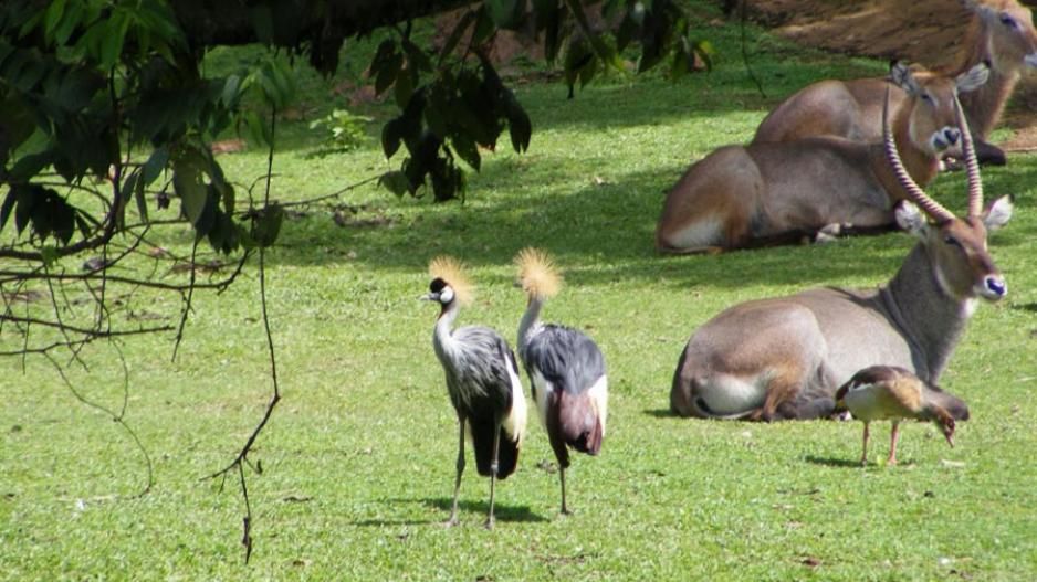 Uganda Wildlife Education Centre