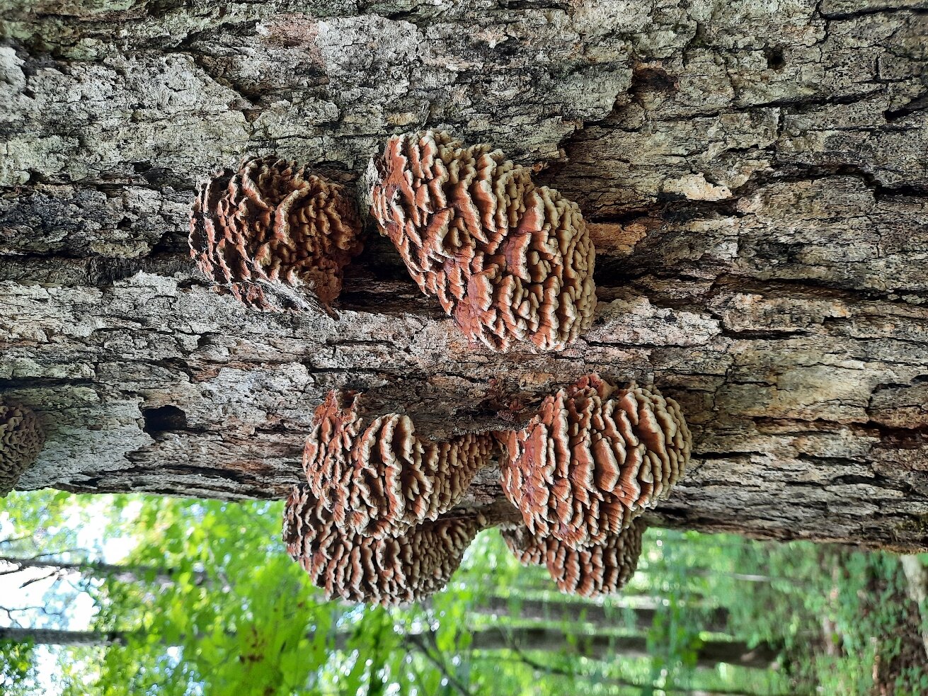 University of Tennessee Arboretum