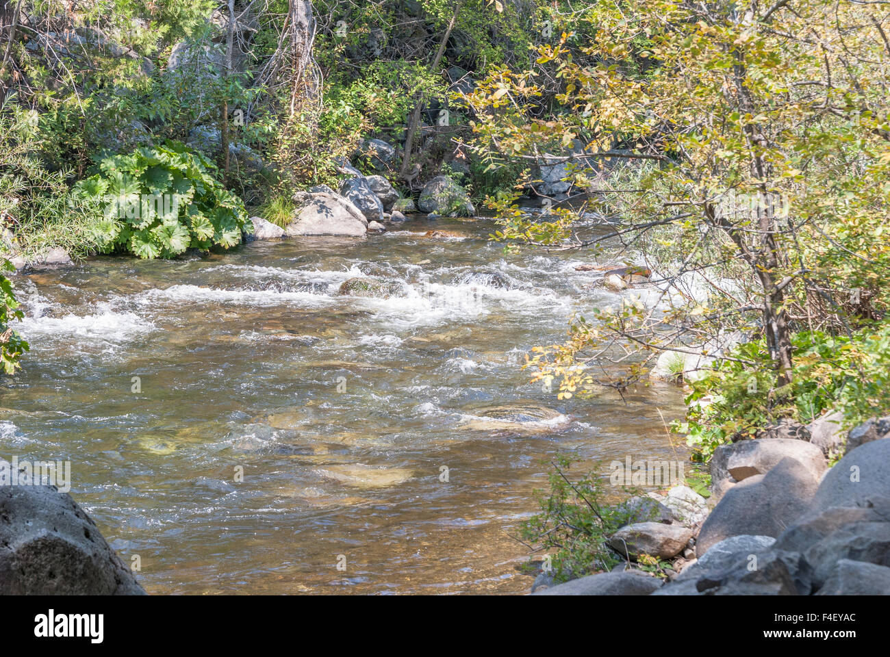 Upper Sacramento River