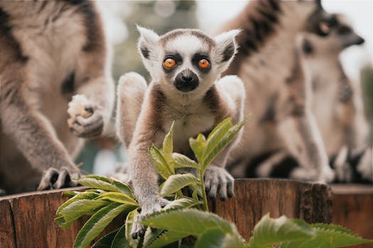 Vásárhelyi Zoo