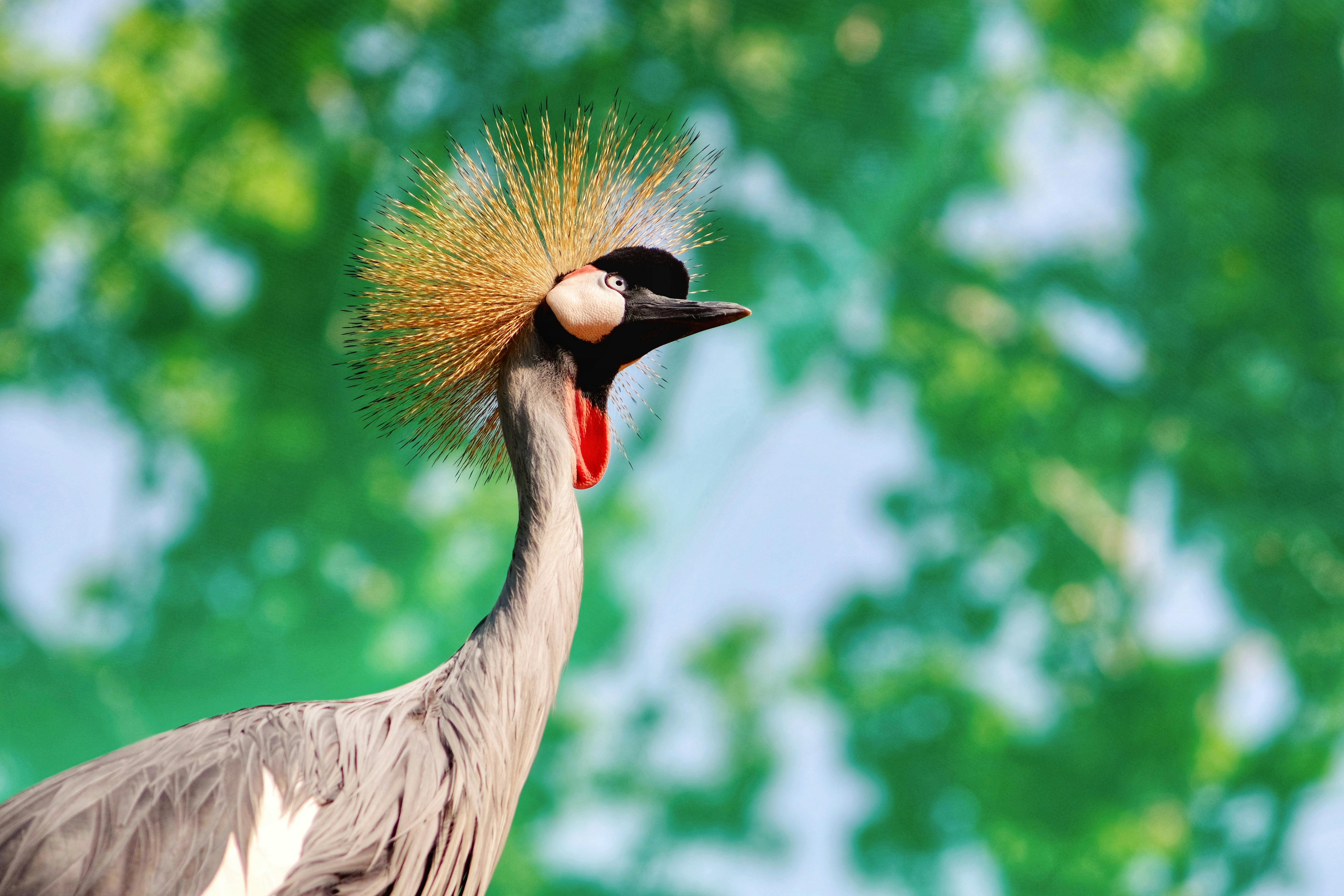 Vam Ho Bird Sanctuary