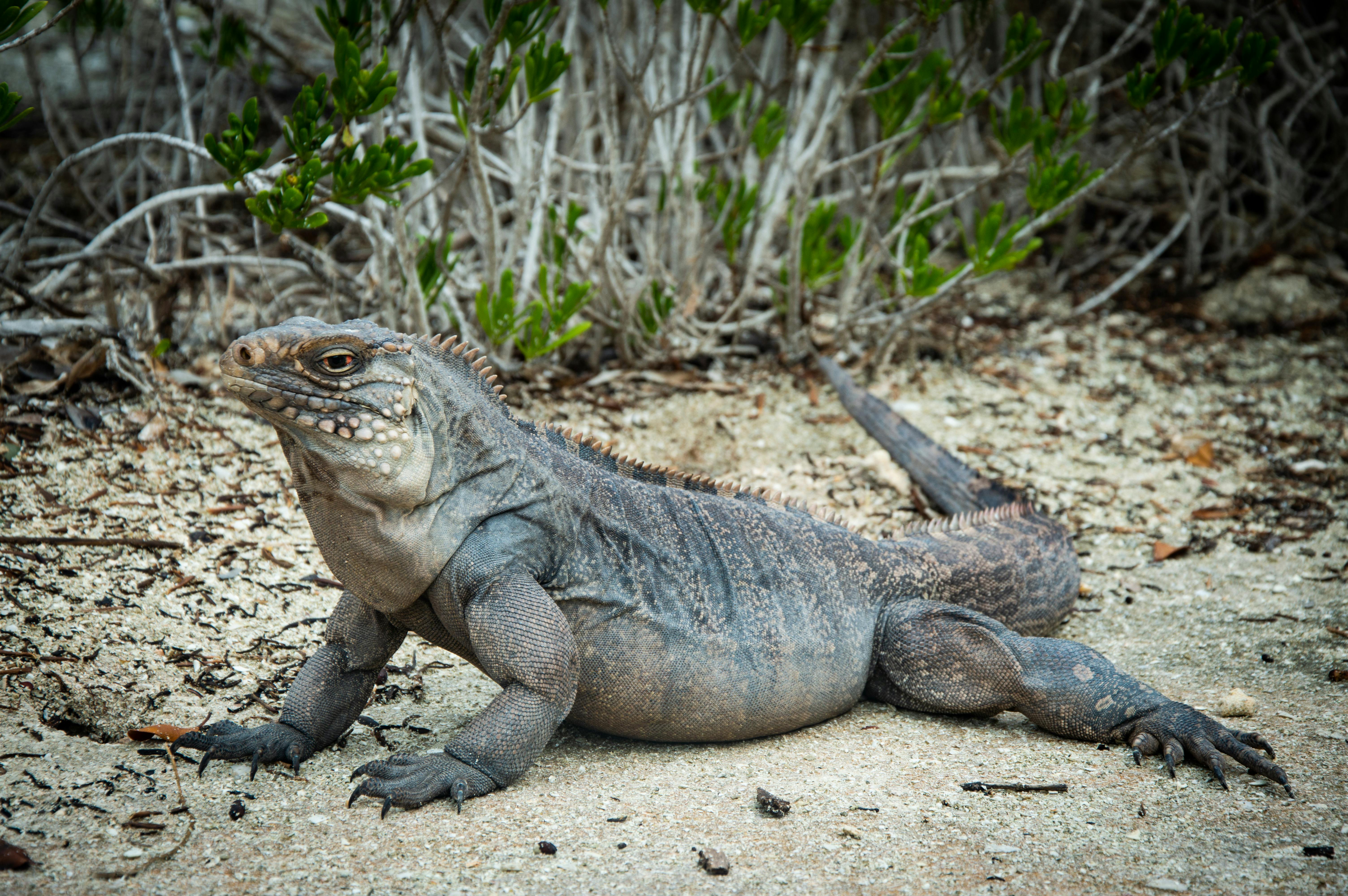 Varahicacos Ecological Reserve