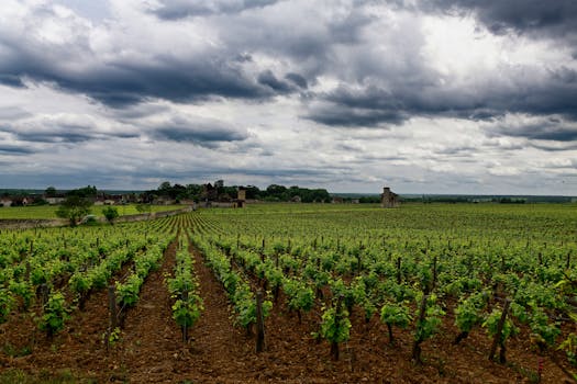 Vignoble de Nuits-Saint-Georges