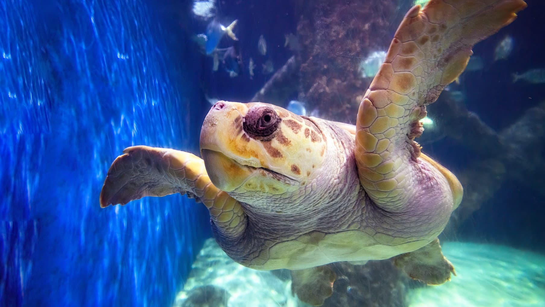 Virginia Aquarium