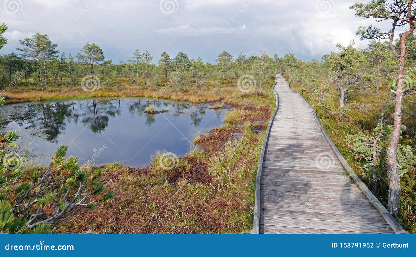 Viru Bog Observation Tower