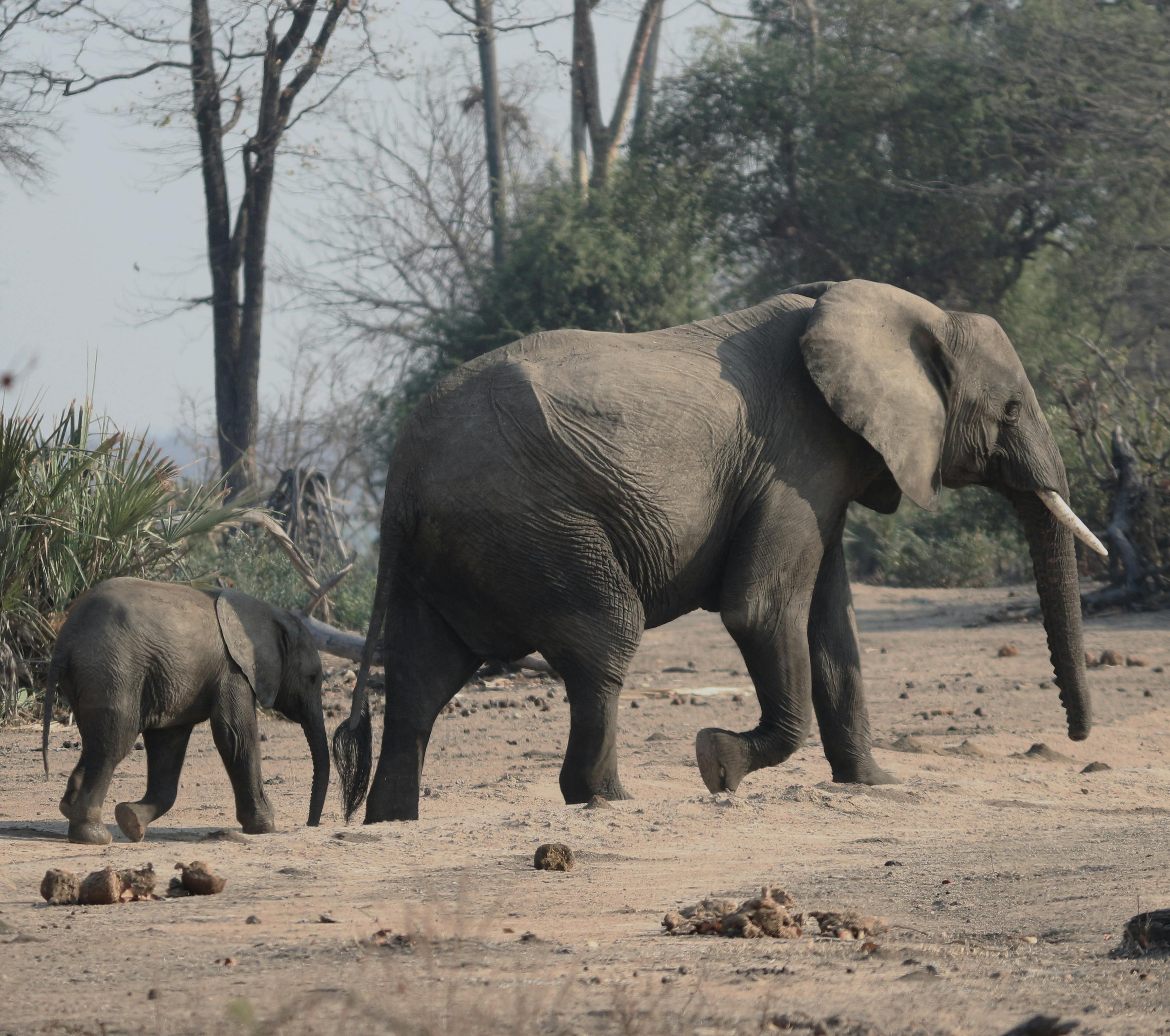 Walking Safari