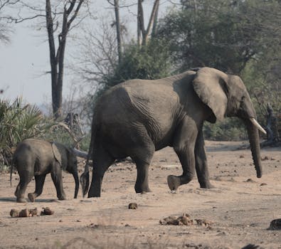 Walking Safari at South Luangwa National Park