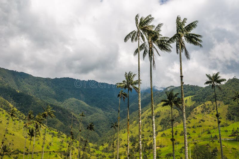 Wax Palm Forest