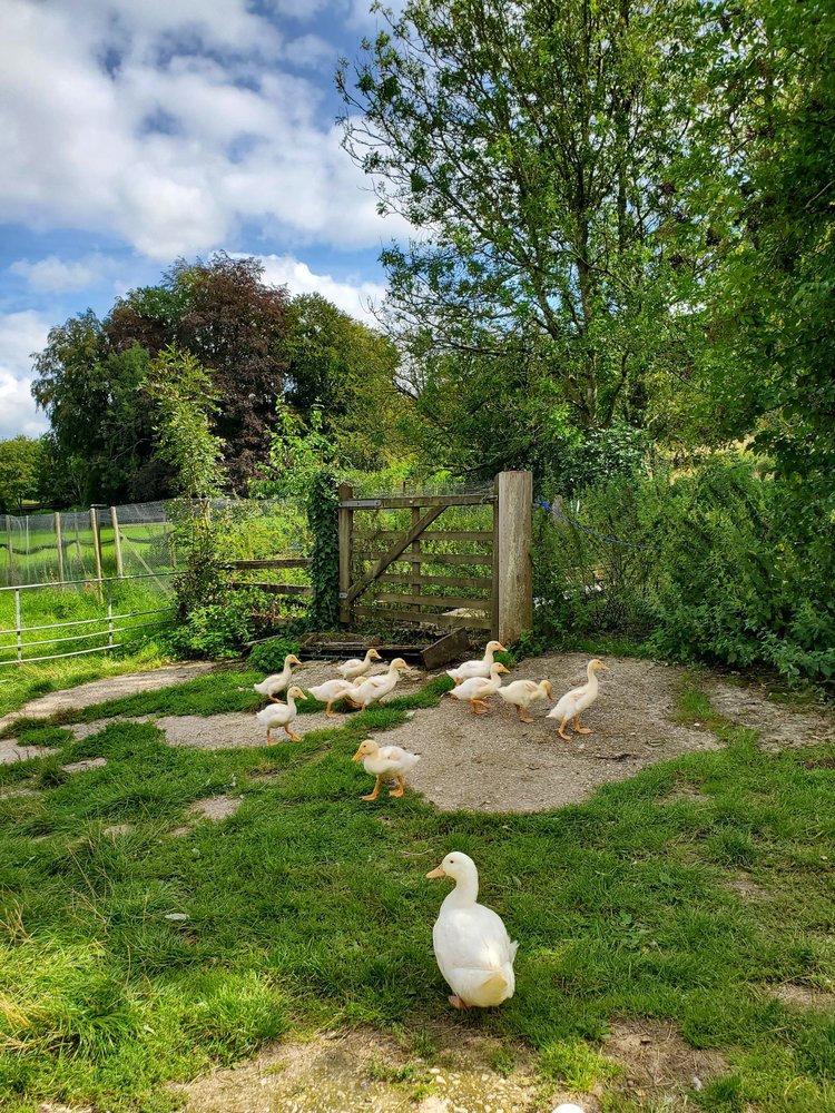 Weald and Downland Living Museum