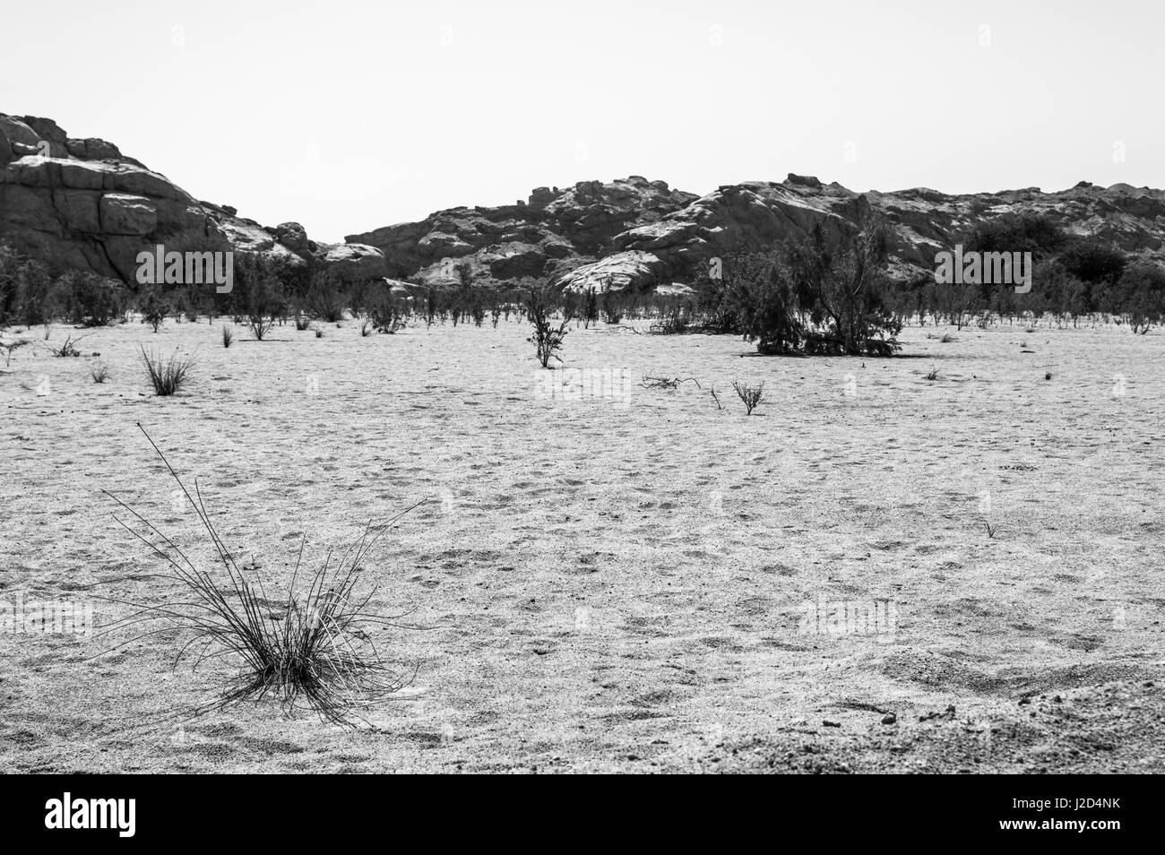 Welwitschia Plains