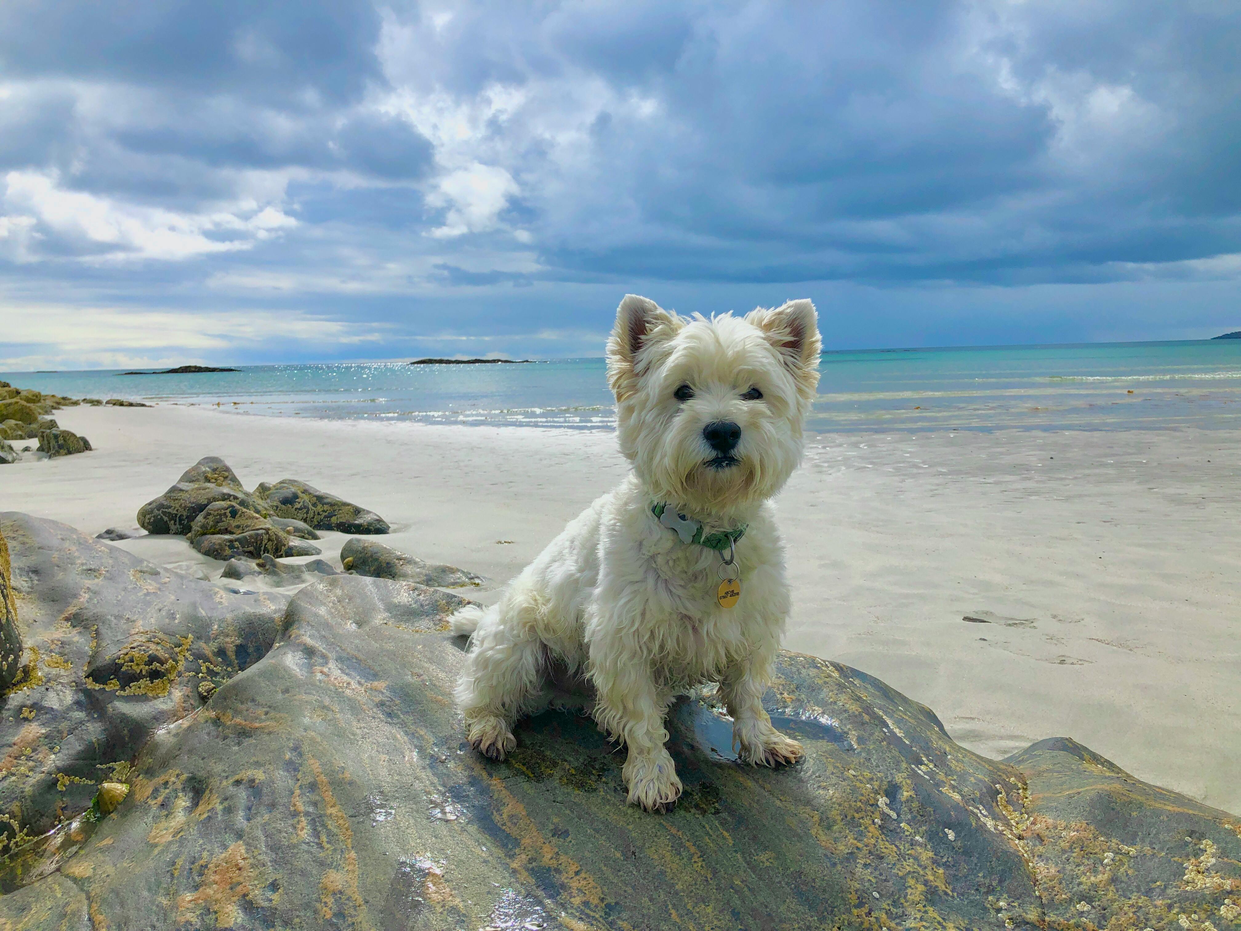 West Sands Beach