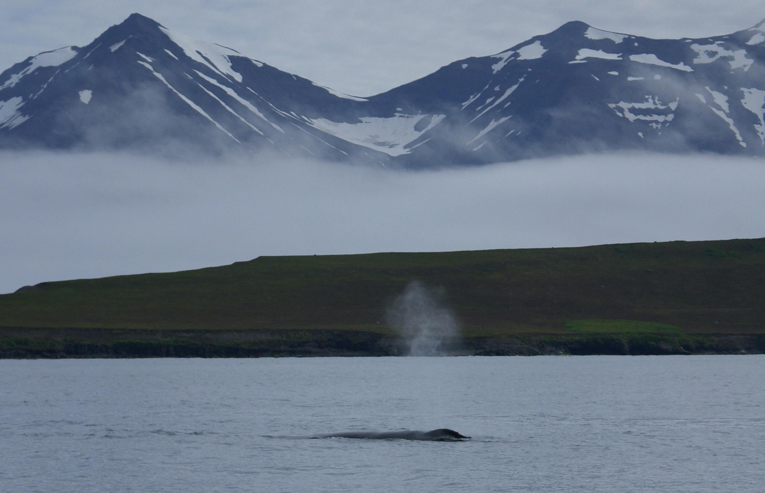 Whale Museum