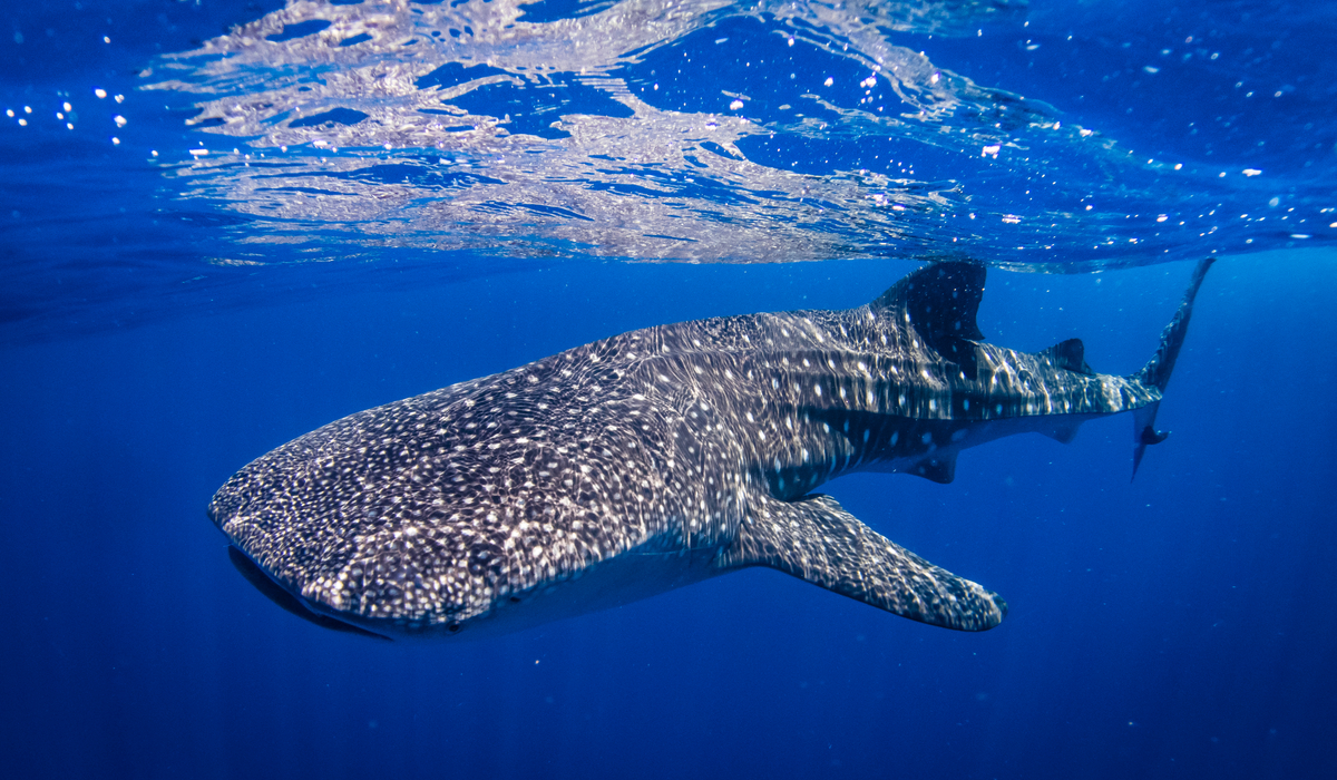 Whale Shark Interaction