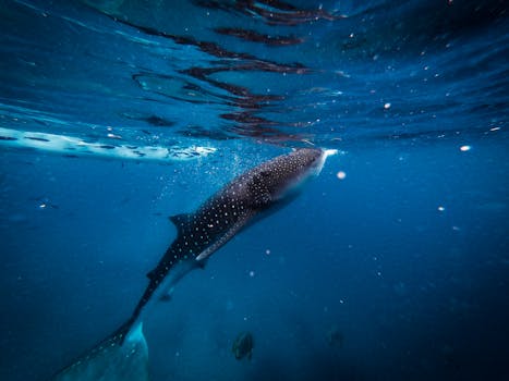 Whale Shark Watching