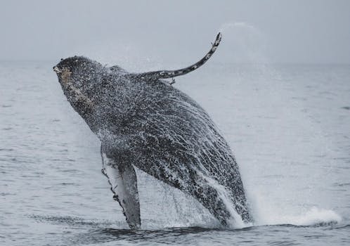 Whale Watching Center