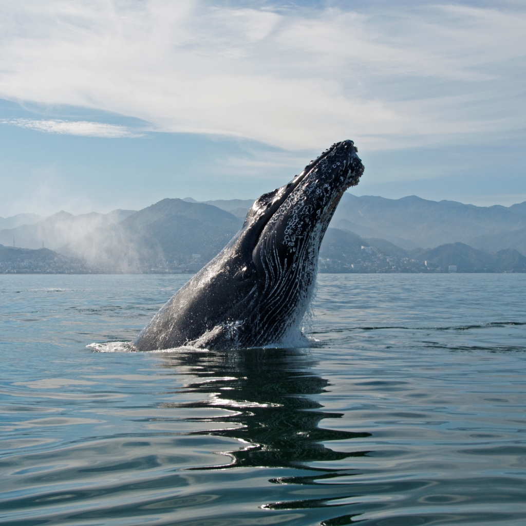 Whale Watching Tour