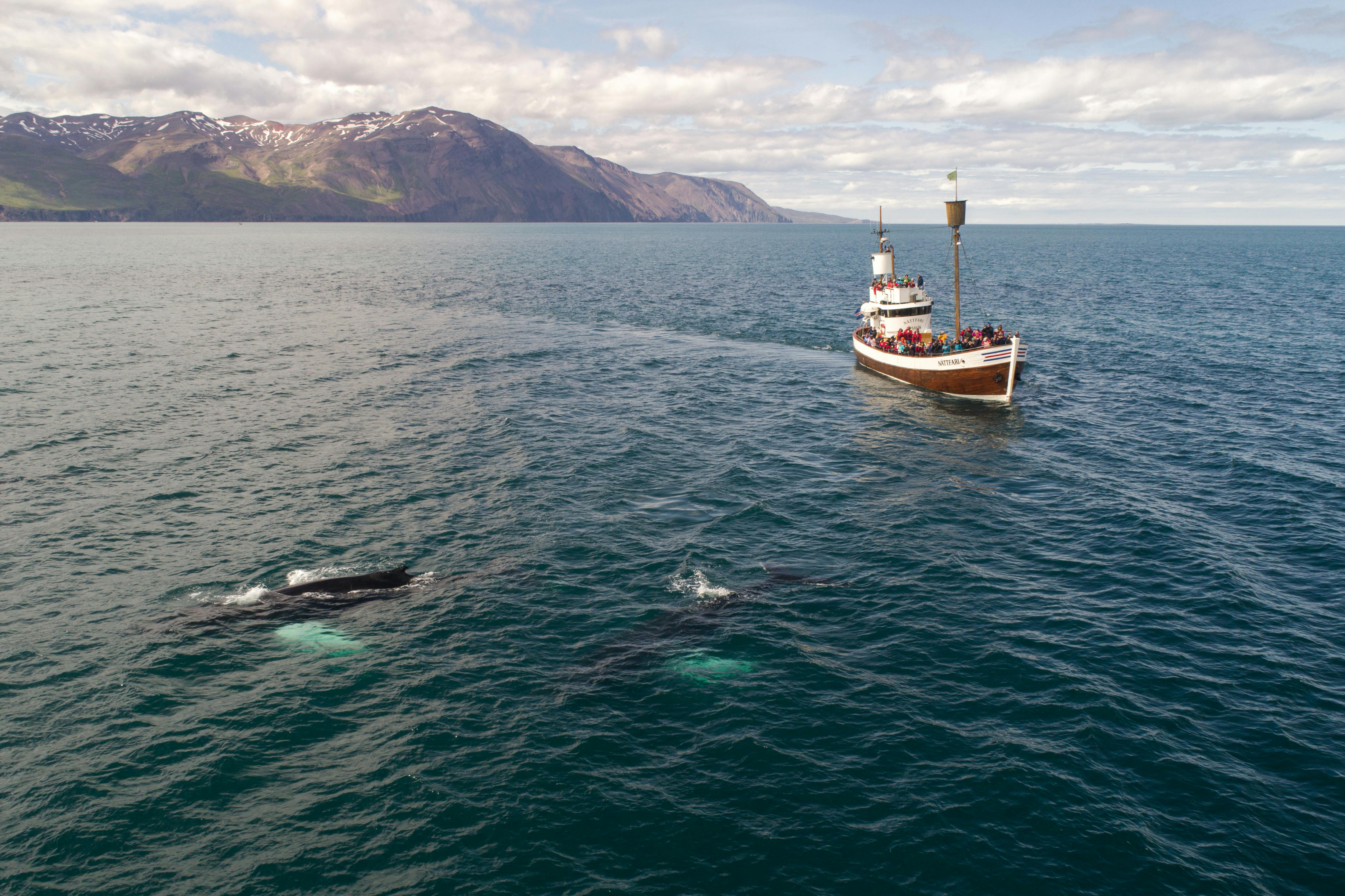 Whale Watching Tour