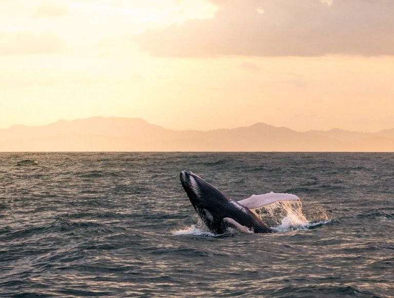 Whale Watching Tour