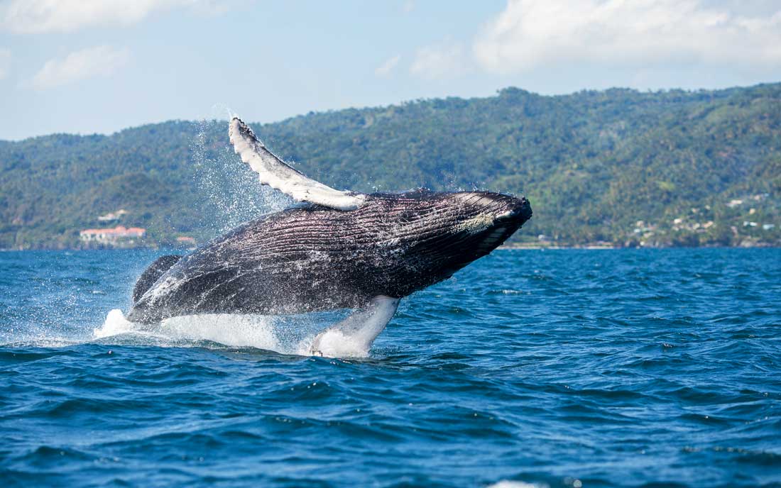 Whale Watching Tour