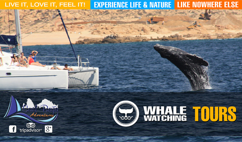 Whale Watching Tours