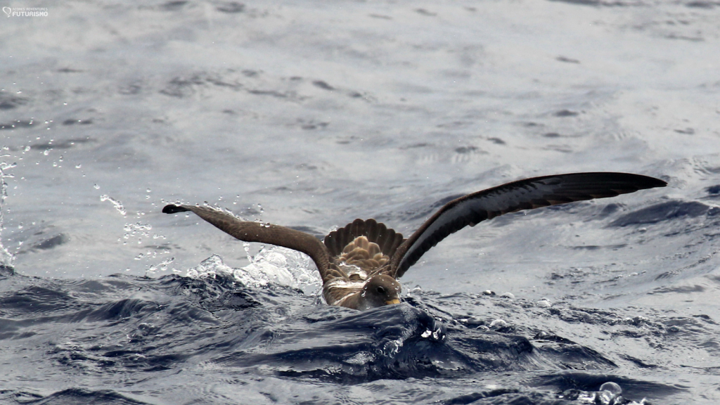 Whale Watching Tours