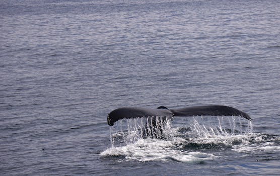 Whale Watching Tours (from Gloucester)