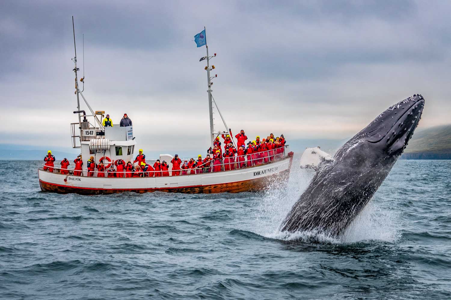 Whales of Iceland