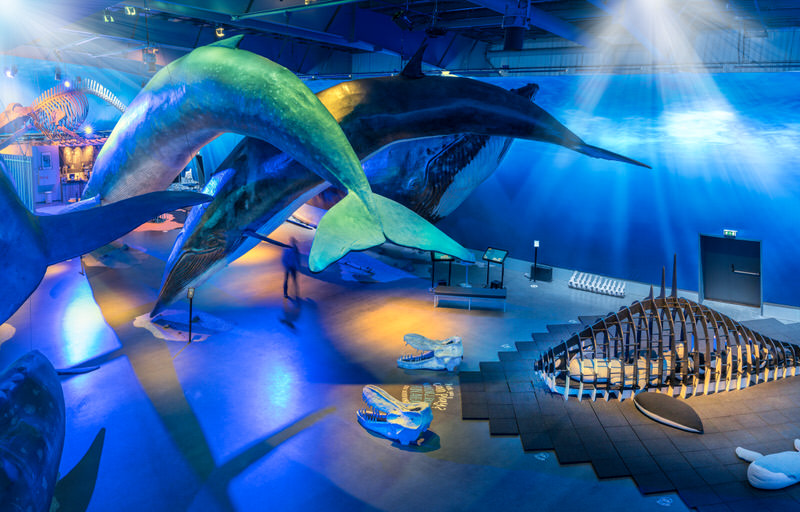 Whales of Iceland Exhibition