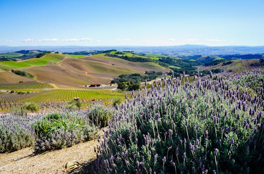 White Oak Lavender Farm & The Purple WOLF Vineyard