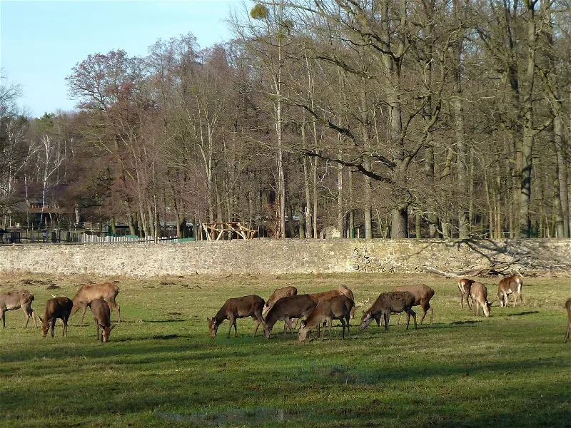 Wildgehege Moritzburg