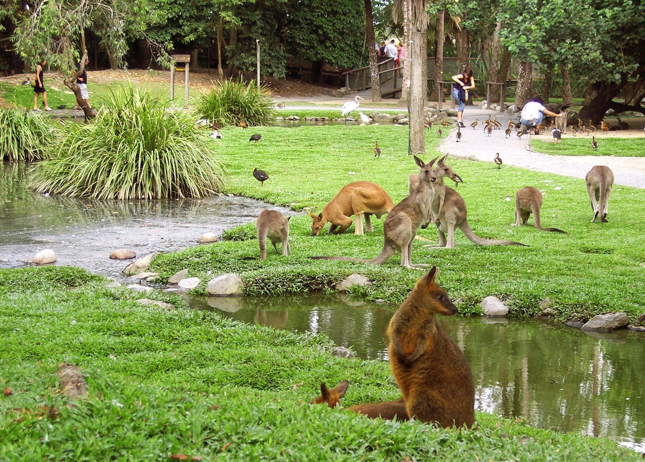 Wildlife Habitat Port Douglas