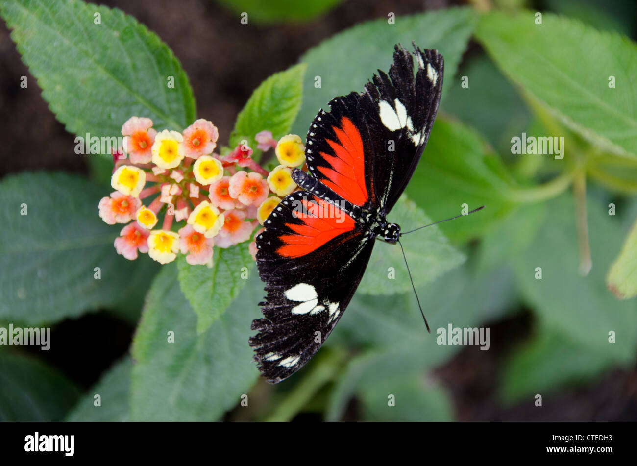 Wings of Mackinac Butterfly Conservatory