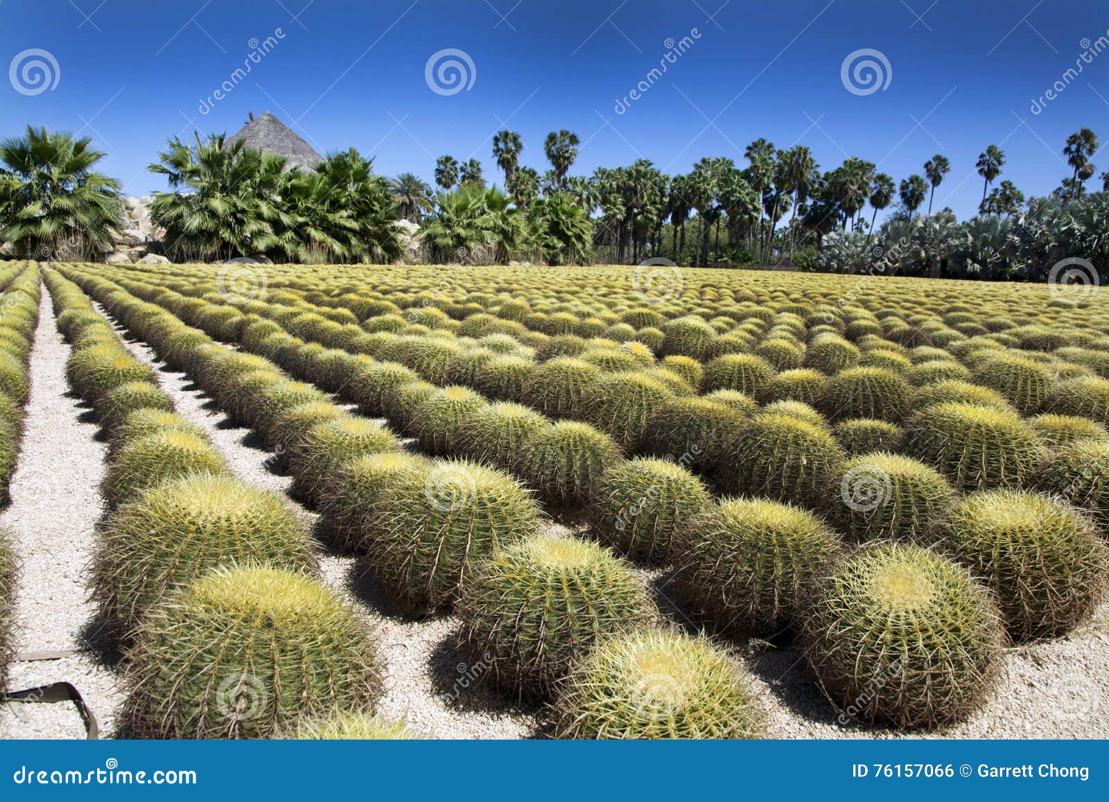 Wirikuta Botanical Cactus Garden