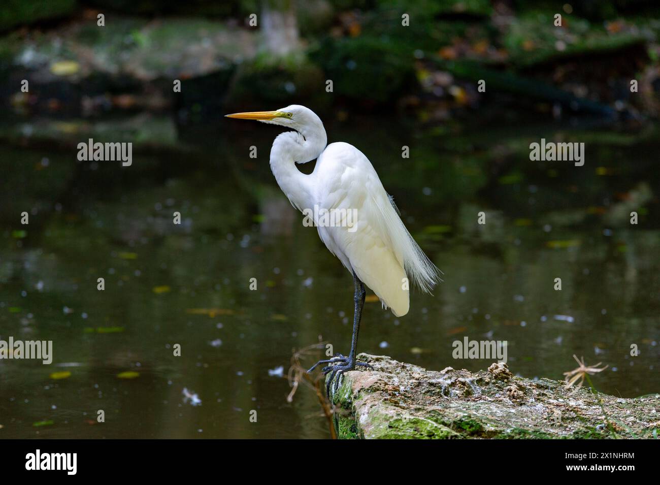 Xaman-Ha Aviary