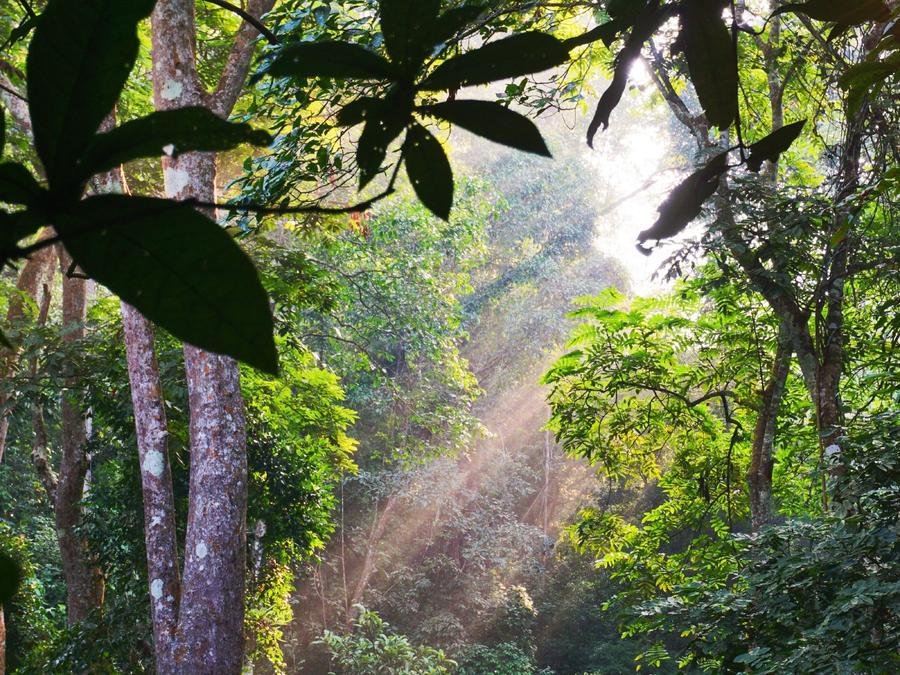 Xishuangbanna Primeval Forest Park