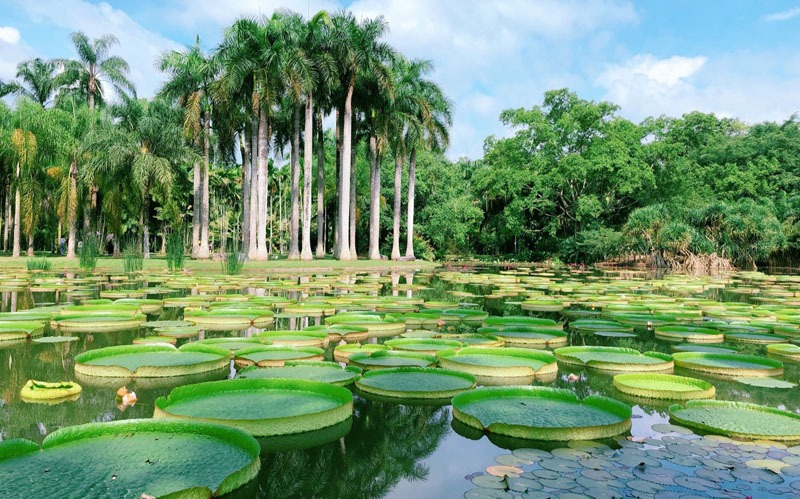 Xishuangbanna Tropical Botanical Garden