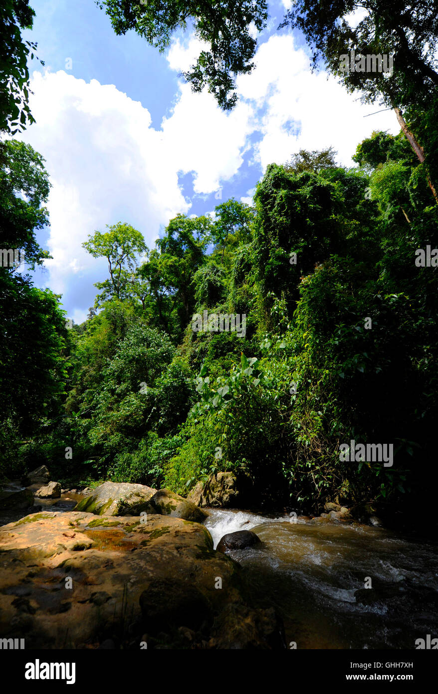 Xishuangbanna Tropical Rainforest National Park