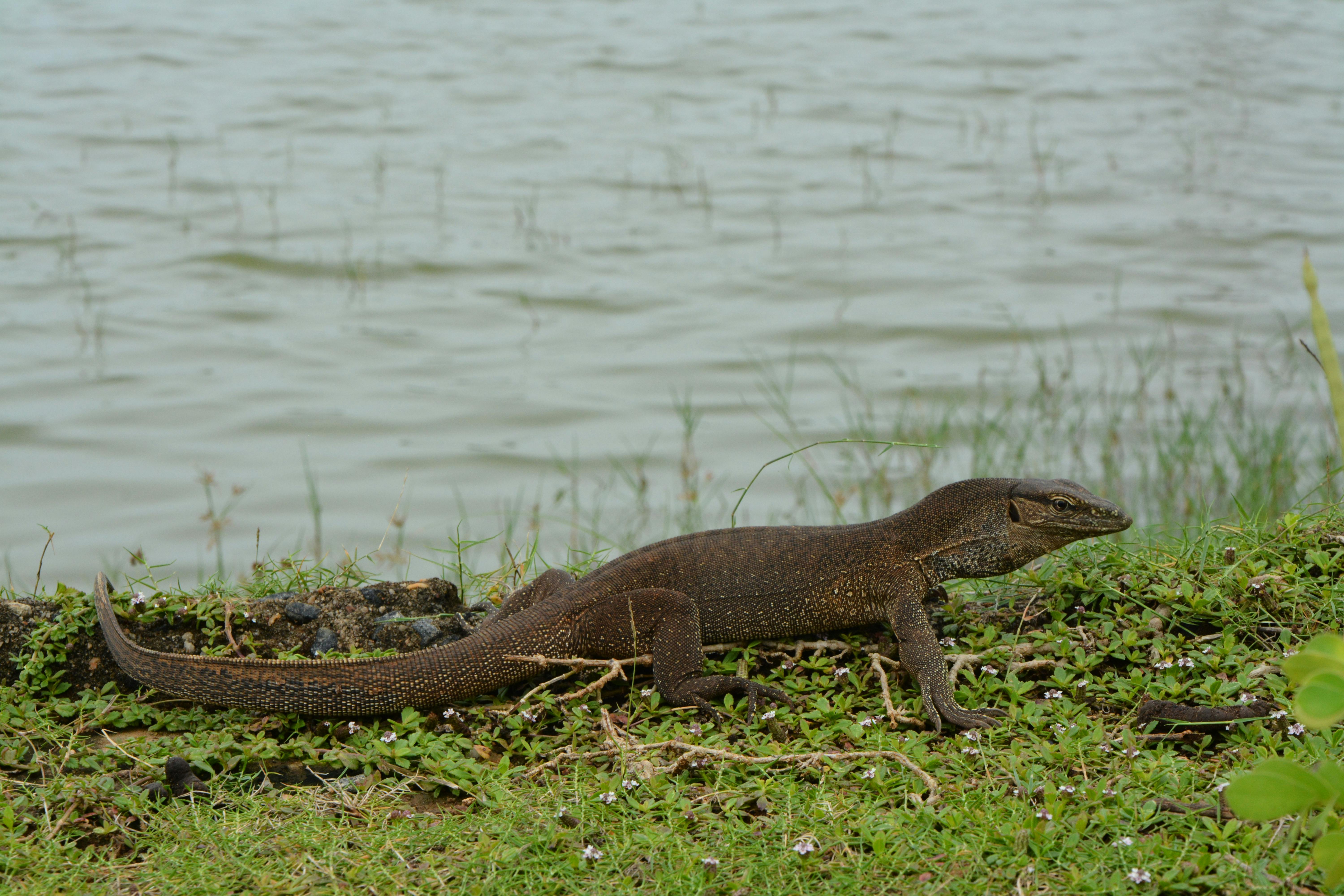 Yala National Park Safari