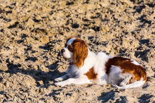 Zusterna Beach